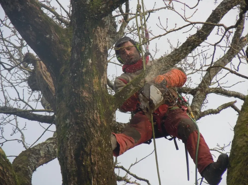 Élagage de gros arbres près de La Chaize-le-Vicomte