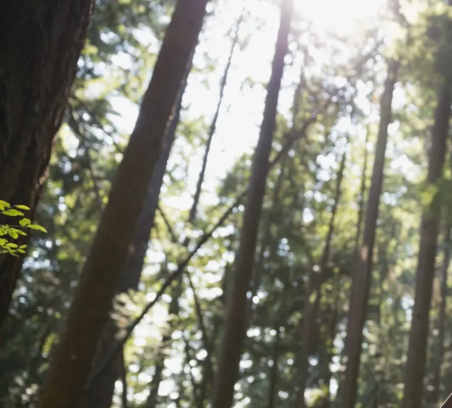 Élagage près de La Chaize-le-Vicomte